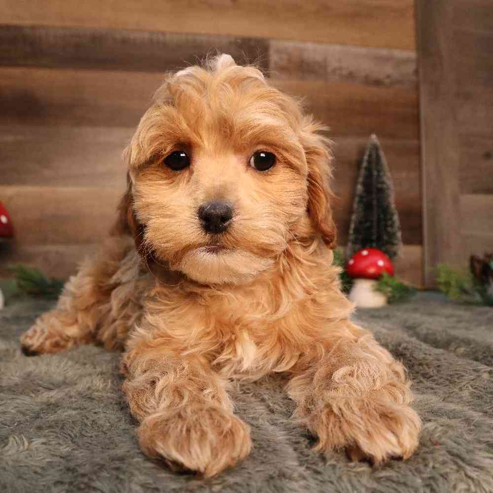 Male Teddy Poo Puppy for Sale in Blaine, MN