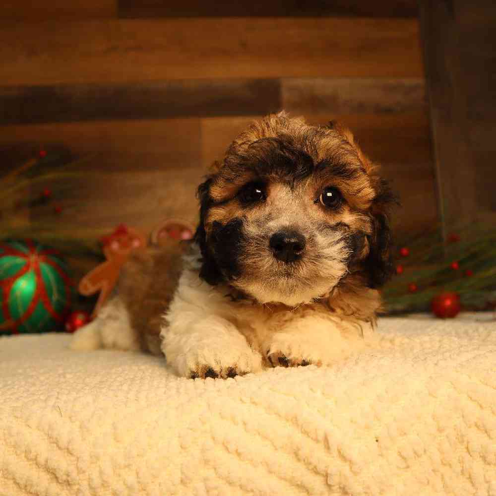 Male Teddy Bear Puppy for Sale in Blaine, MN