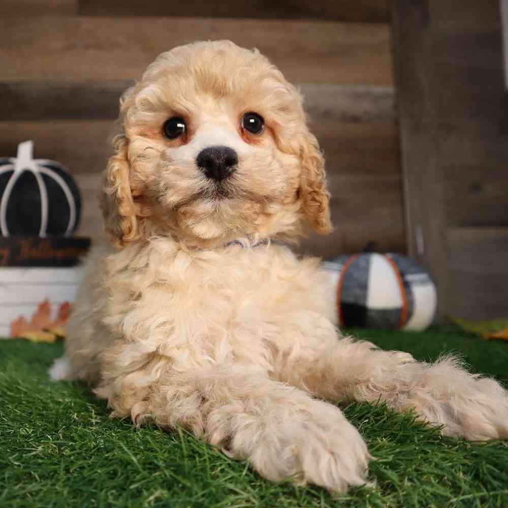 carousel pet images