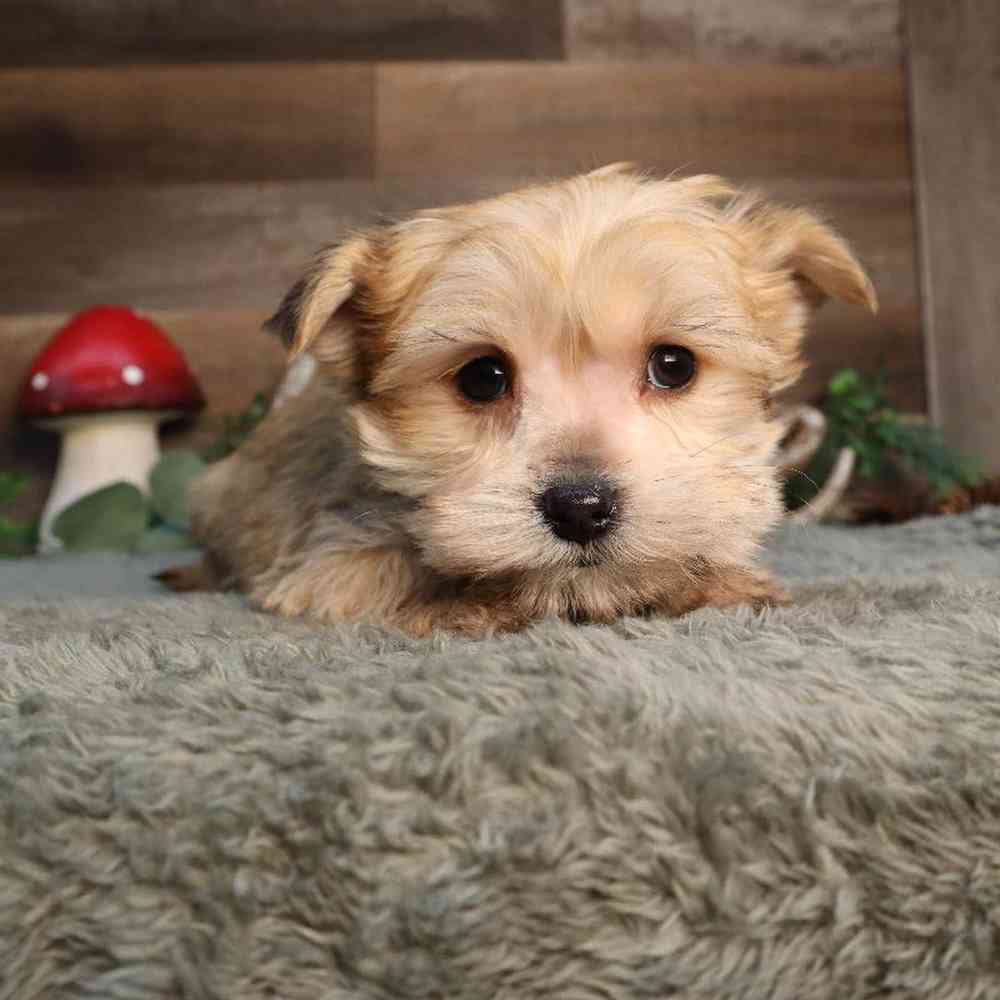 Male Yochon Puppy for Sale in Blaine, MN