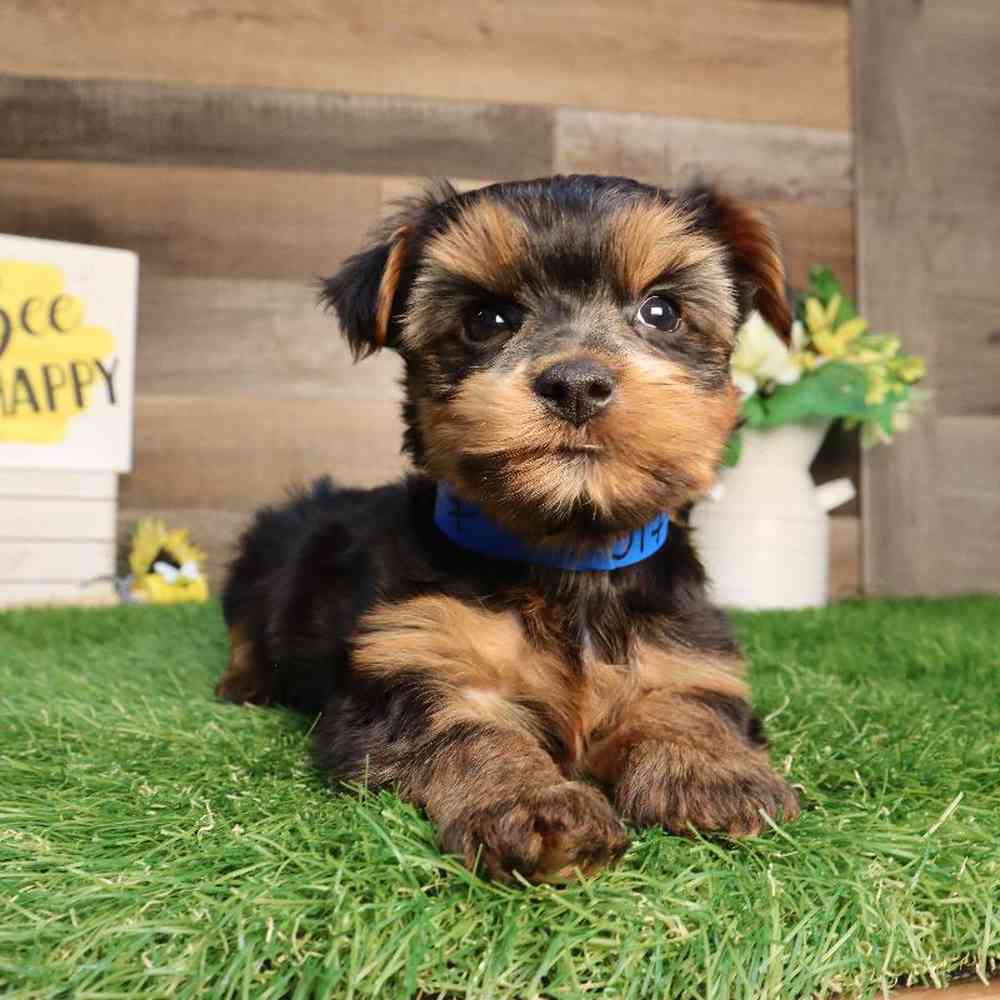 Male Yorkshire Terrier Puppy for Sale in Blaine, MN