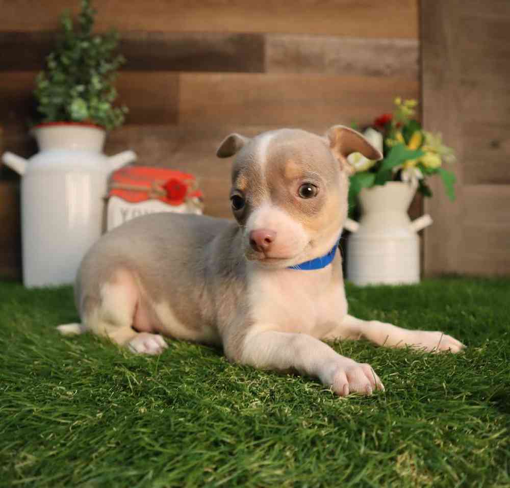 carousel pet images