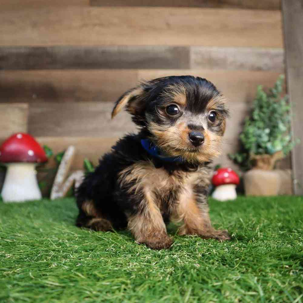 Male Yorkshire Terrier Puppy for Sale in Blaine, MN