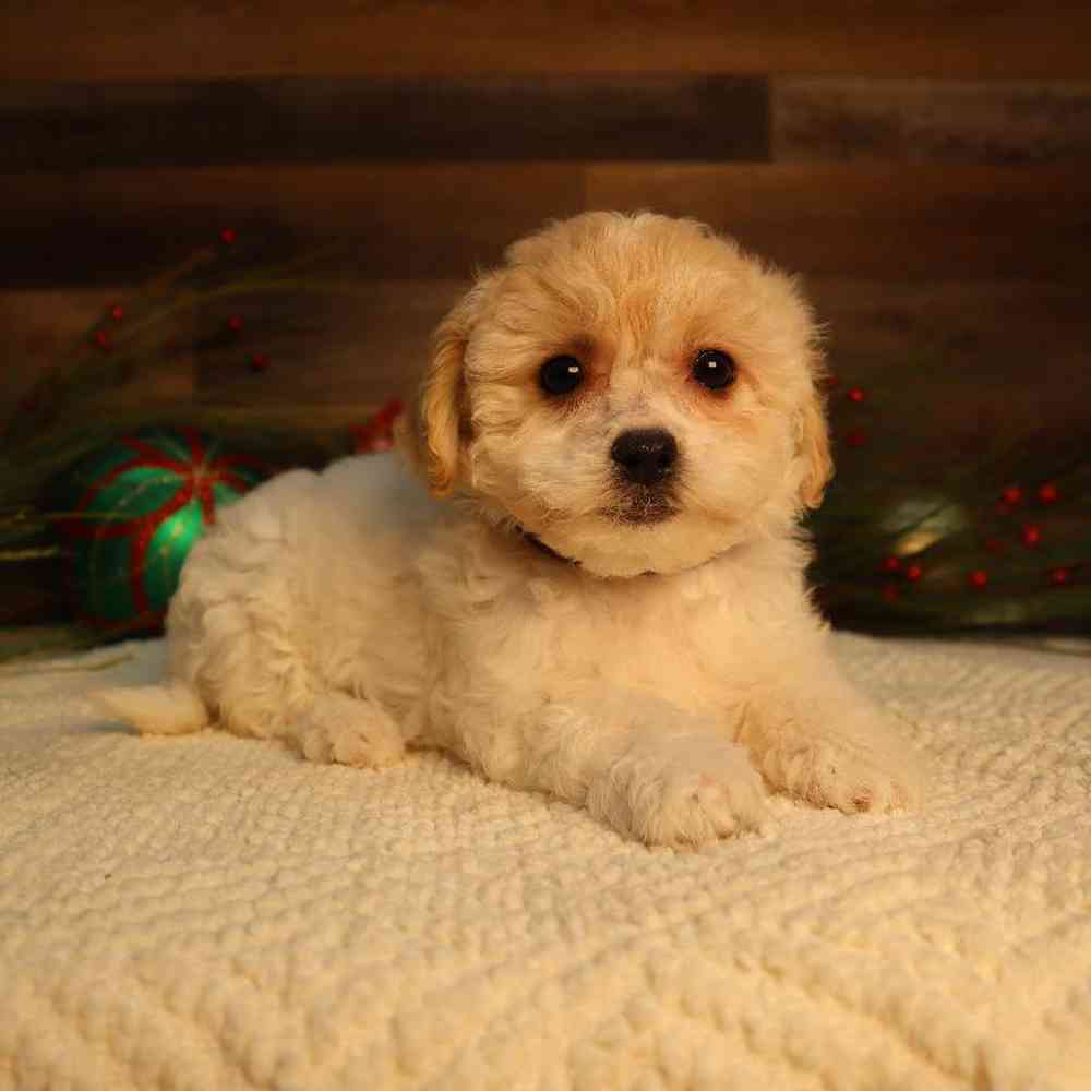 Female Teddy Bear Puppy for Sale in Blaine, MN