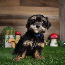Teddy Yorkie
