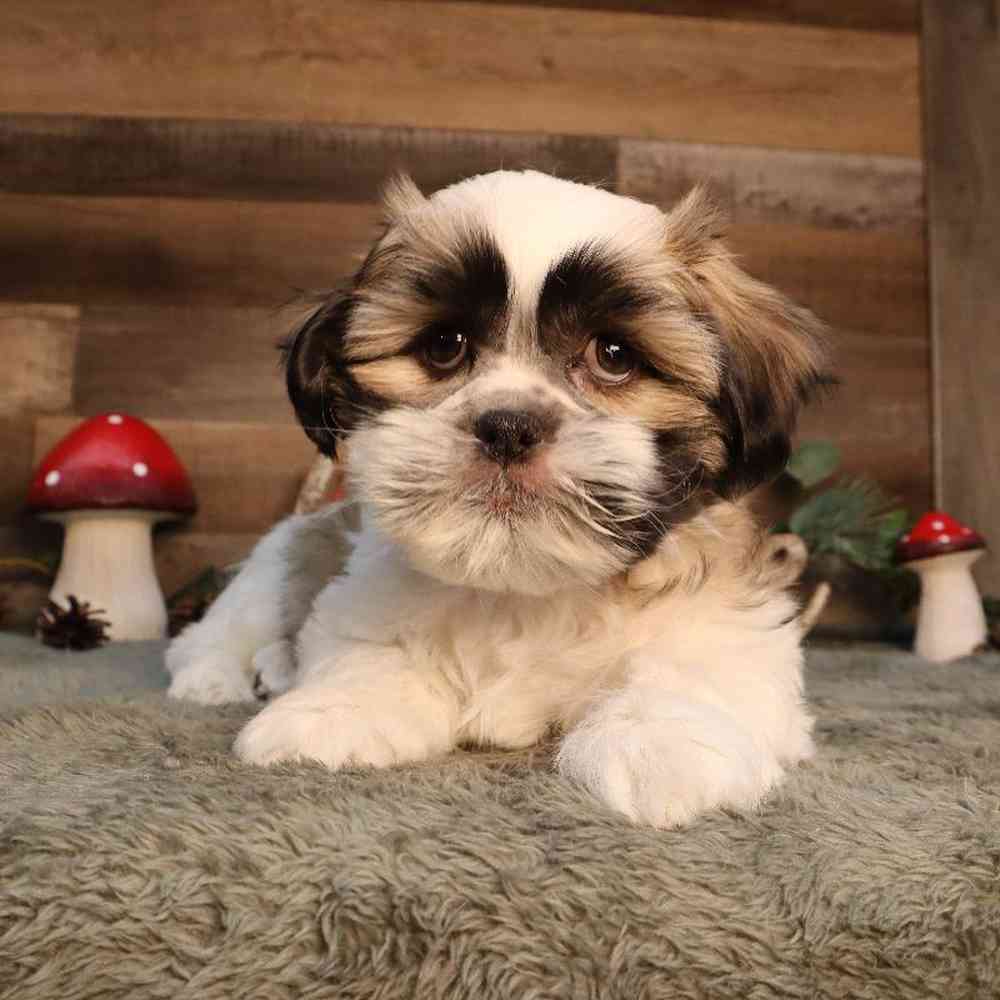 Male Teddy Bear Puppy for Sale in Blaine, MN