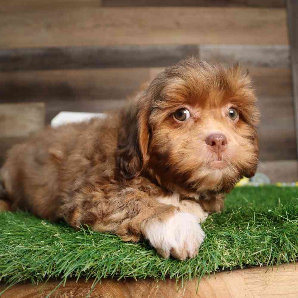 carousel pet images