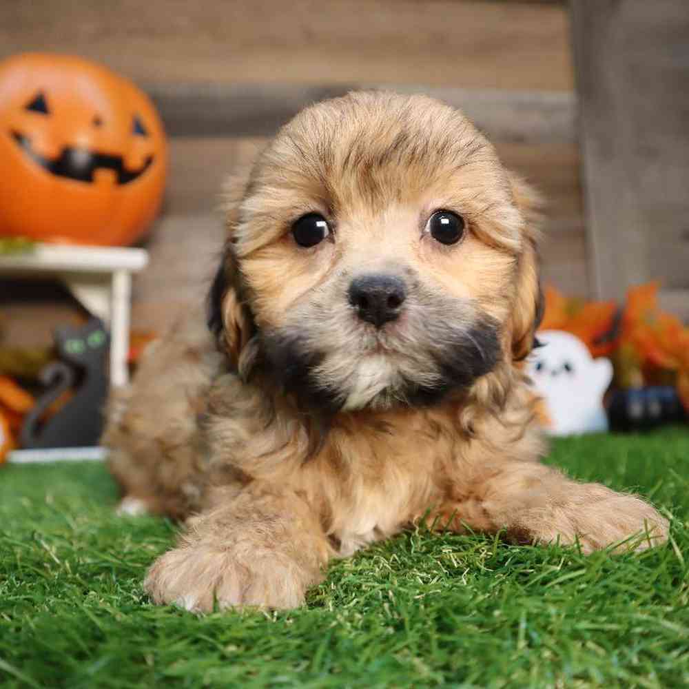 Female Shipoo Puppy for Sale in Blaine, MN