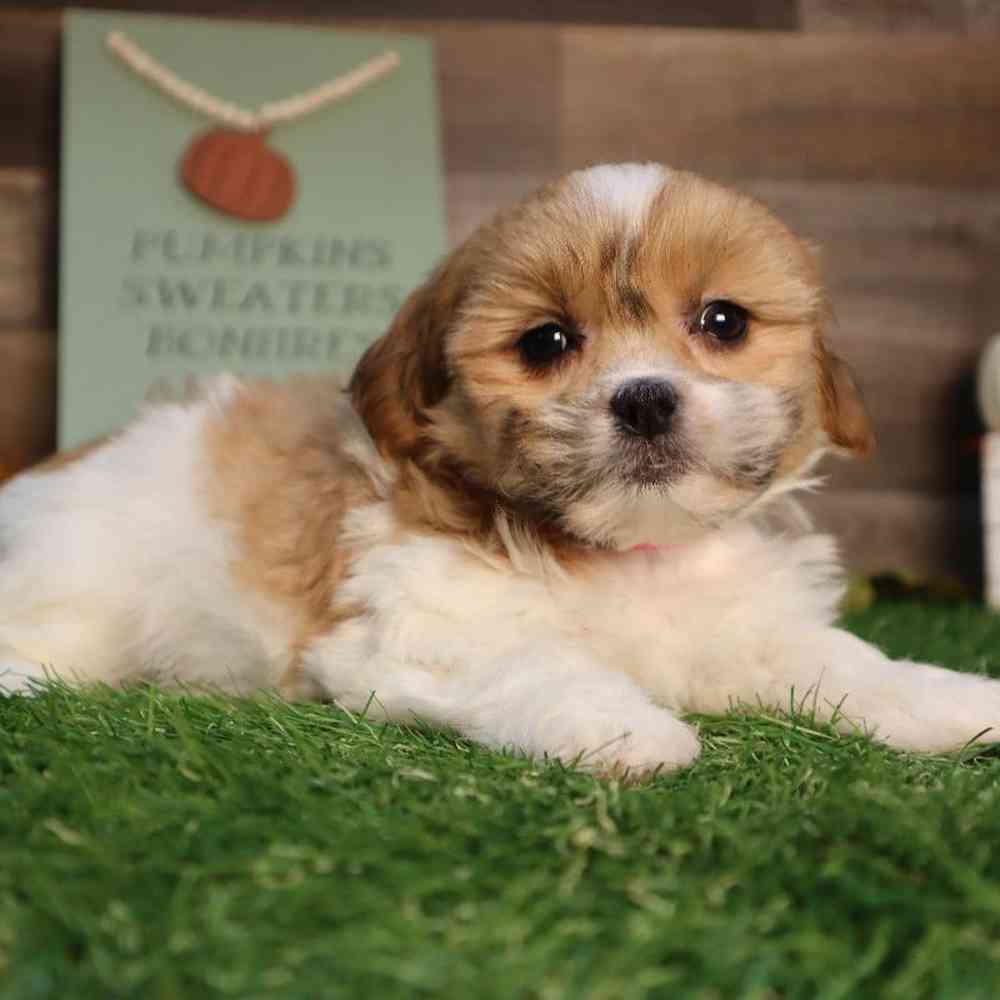 carousel pet images