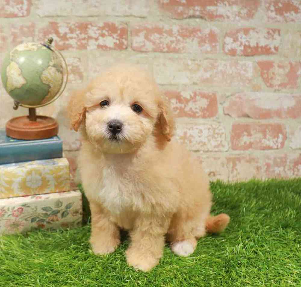 carousel pet images