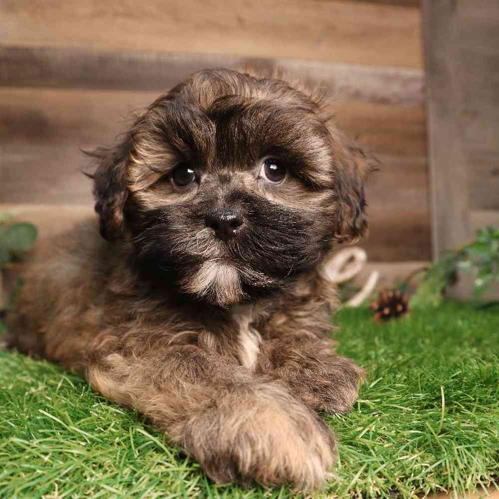 carousel pet images