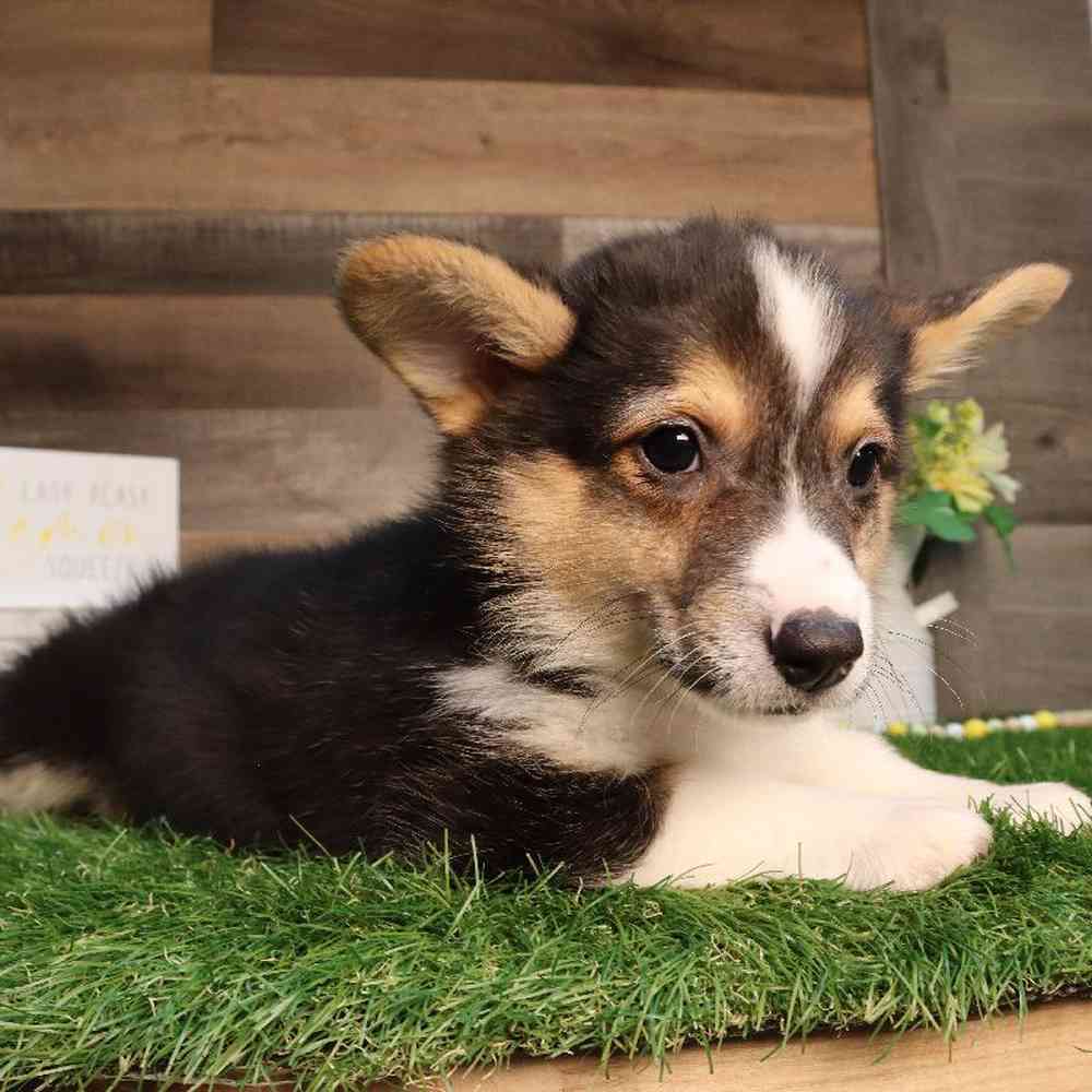 carousel pet images