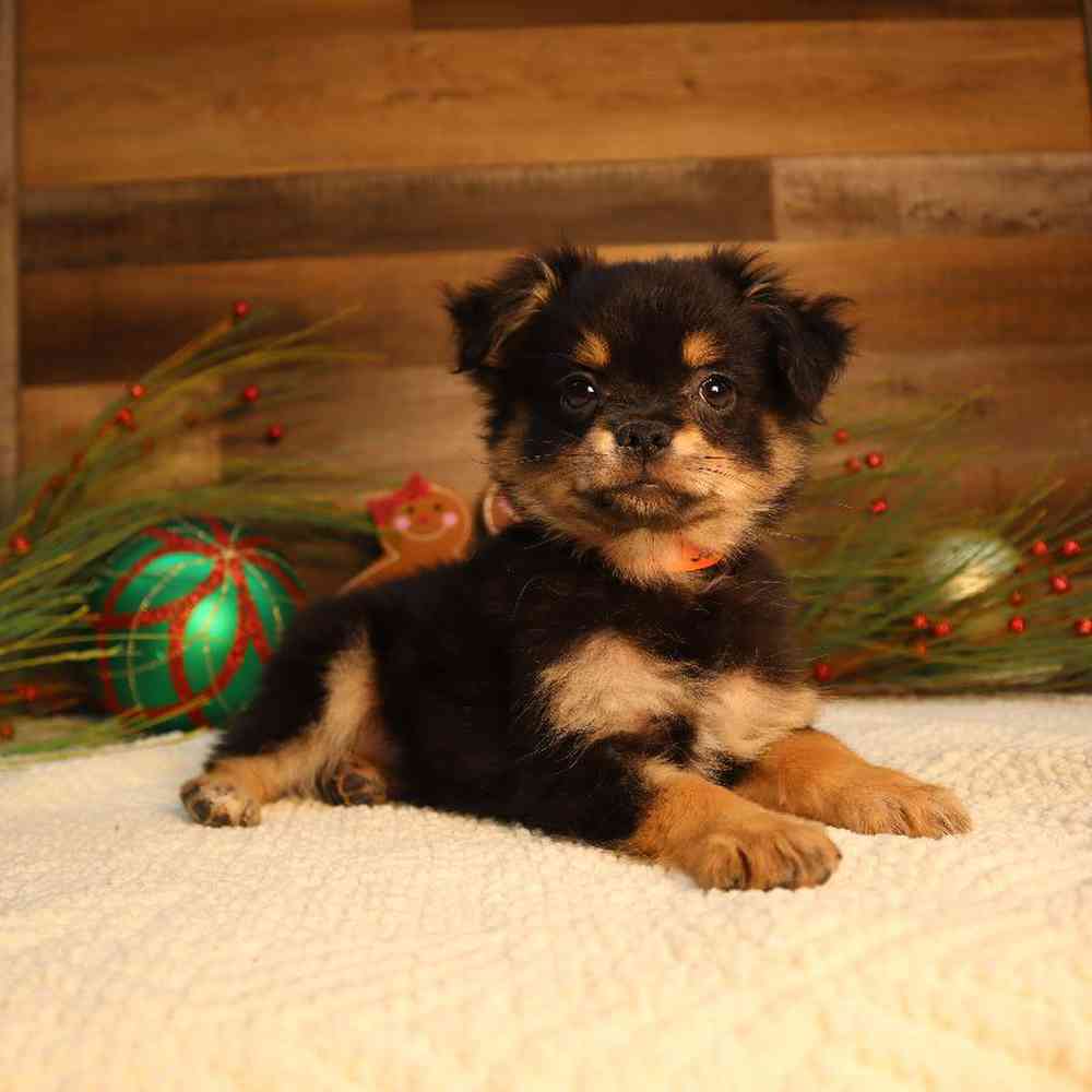 Male PomChi Puppy for Sale in Blaine, MN