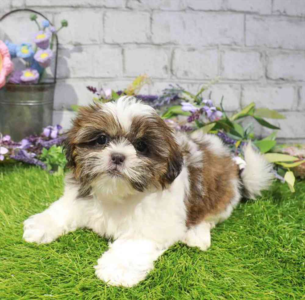 carousel pet images