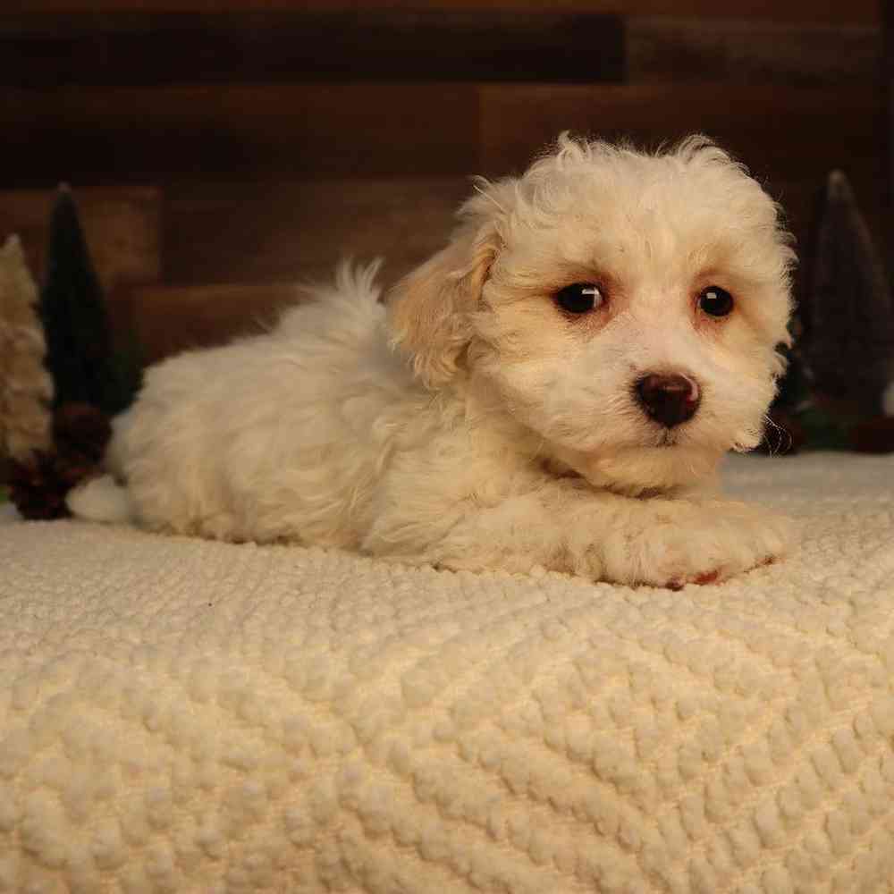 Female Bichon-Poo Puppy for Sale in Blaine, MN