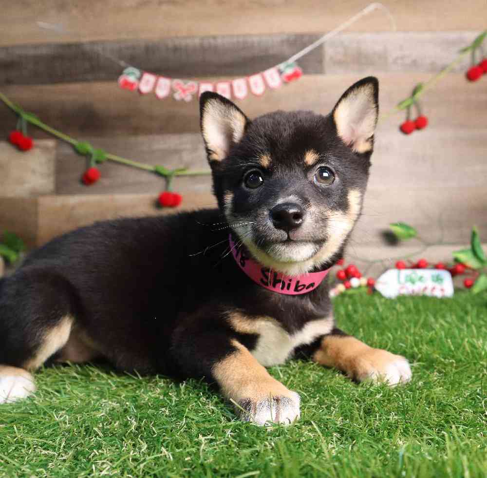 carousel pet images