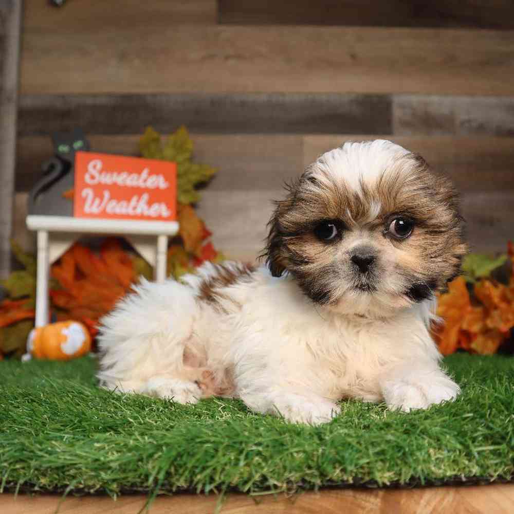 Female Shih Tzu Puppy for Sale in Blaine, MN