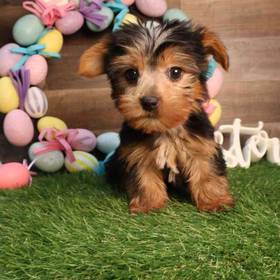Yorkshire Terrier