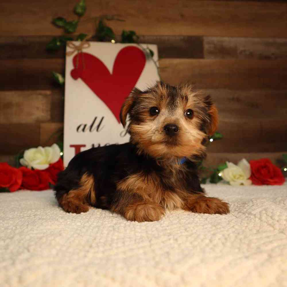 Male Yorkshire Terrier Puppy for Sale in Blaine, MN