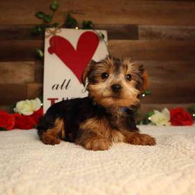 Yorkshire Terrier