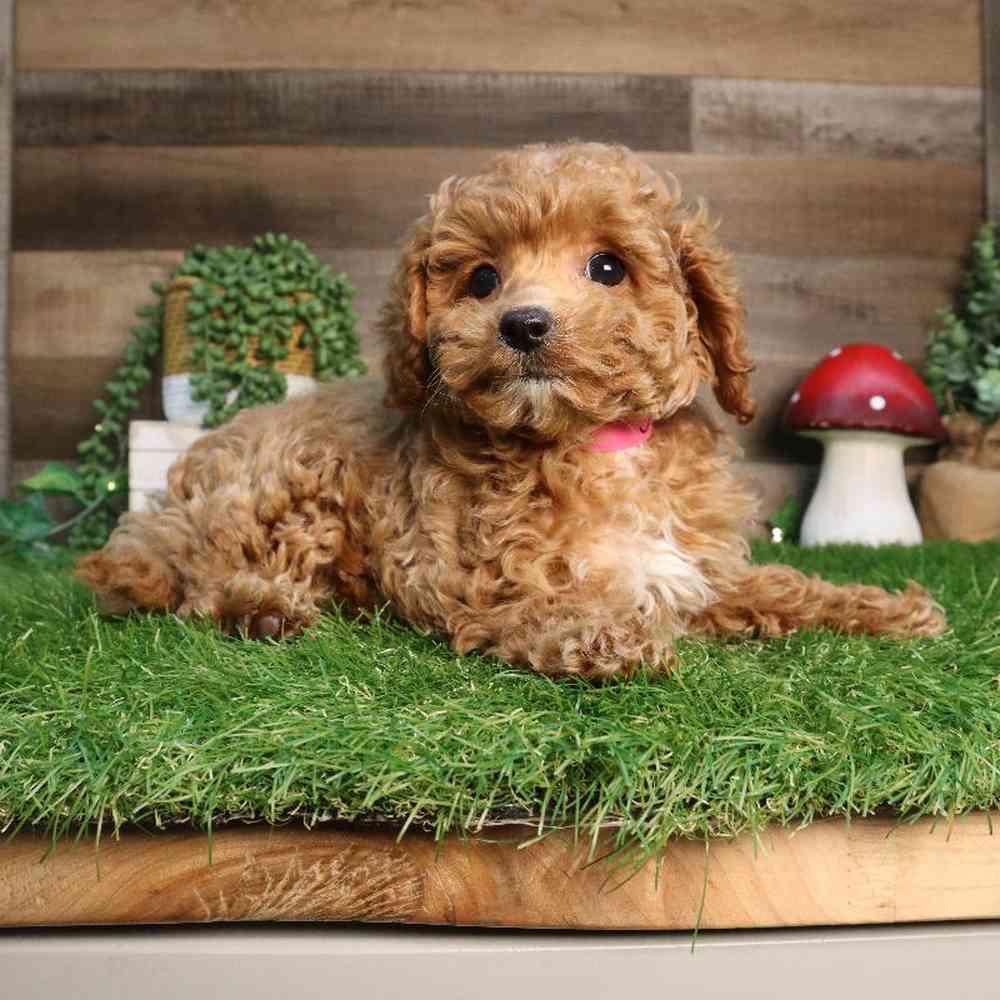 Female Cavapoo Puppy for Sale in Blaine, MN