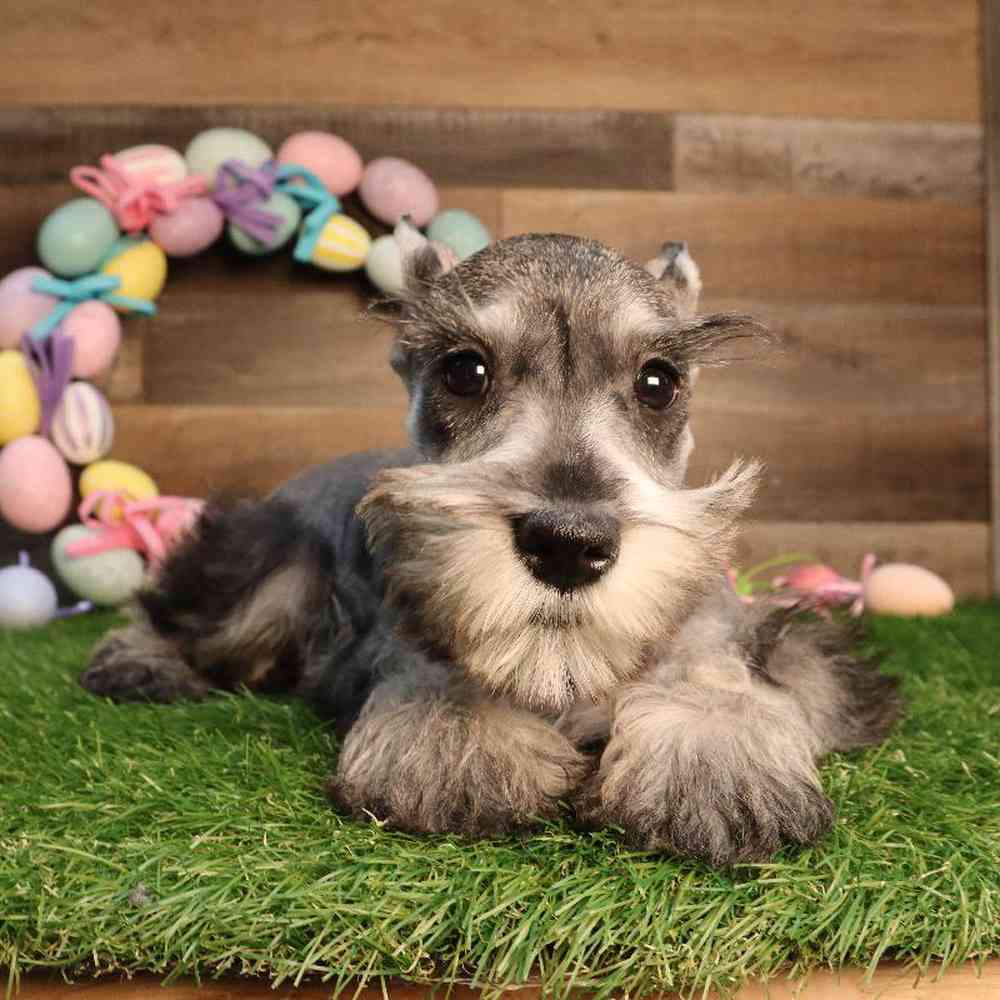 Male Mini Schnauzer Puppy for Sale in Blaine, MN