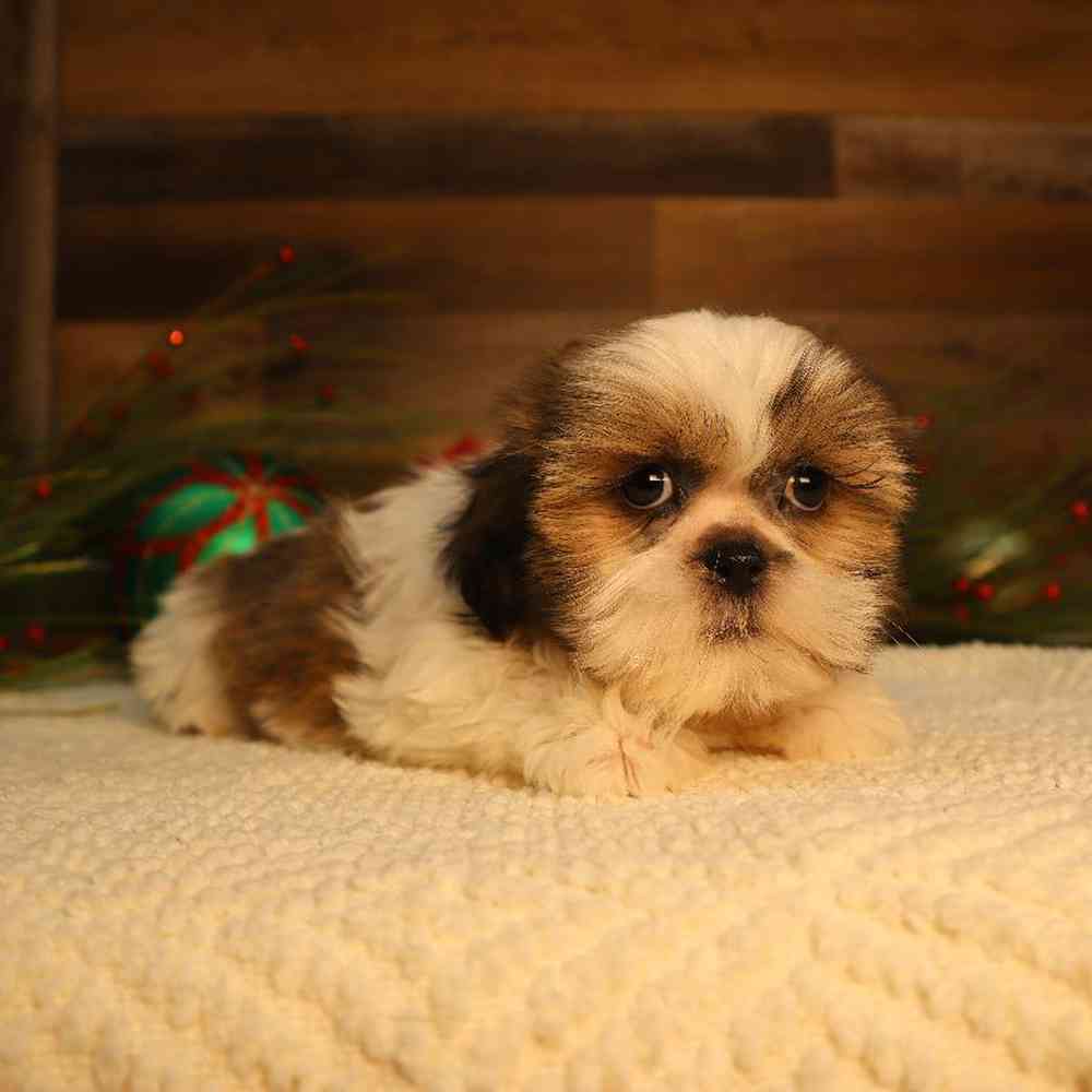 Male Shih Tzu Puppy for Sale in Blaine, MN