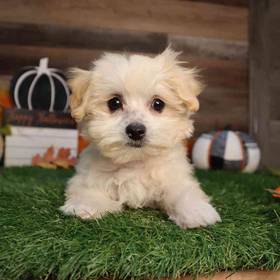 Maltipoo