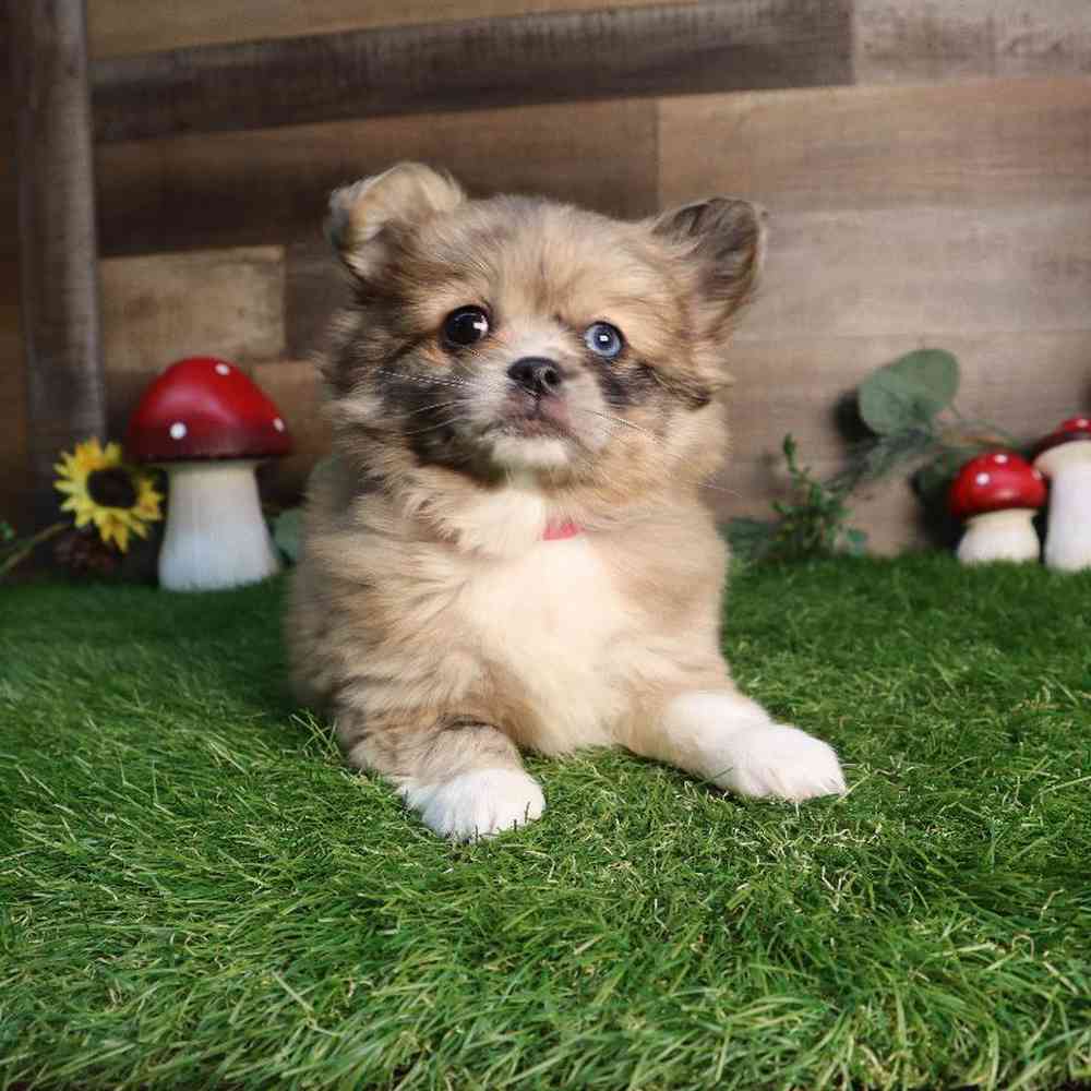 carousel pet images