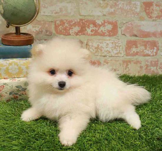 Pomeranian