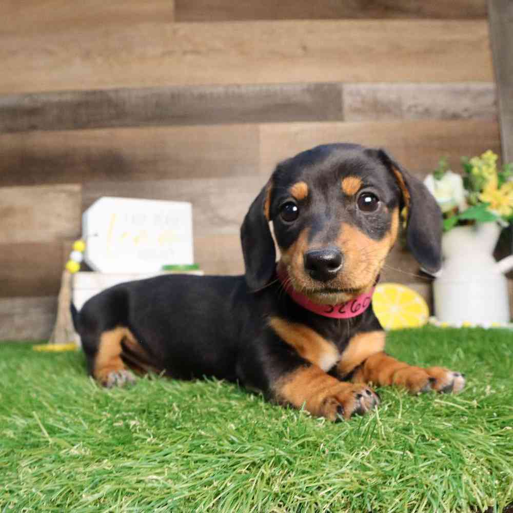 Image of a pet breed in the gallery