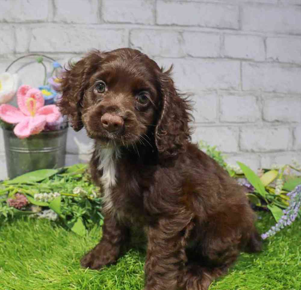 carousel pet images