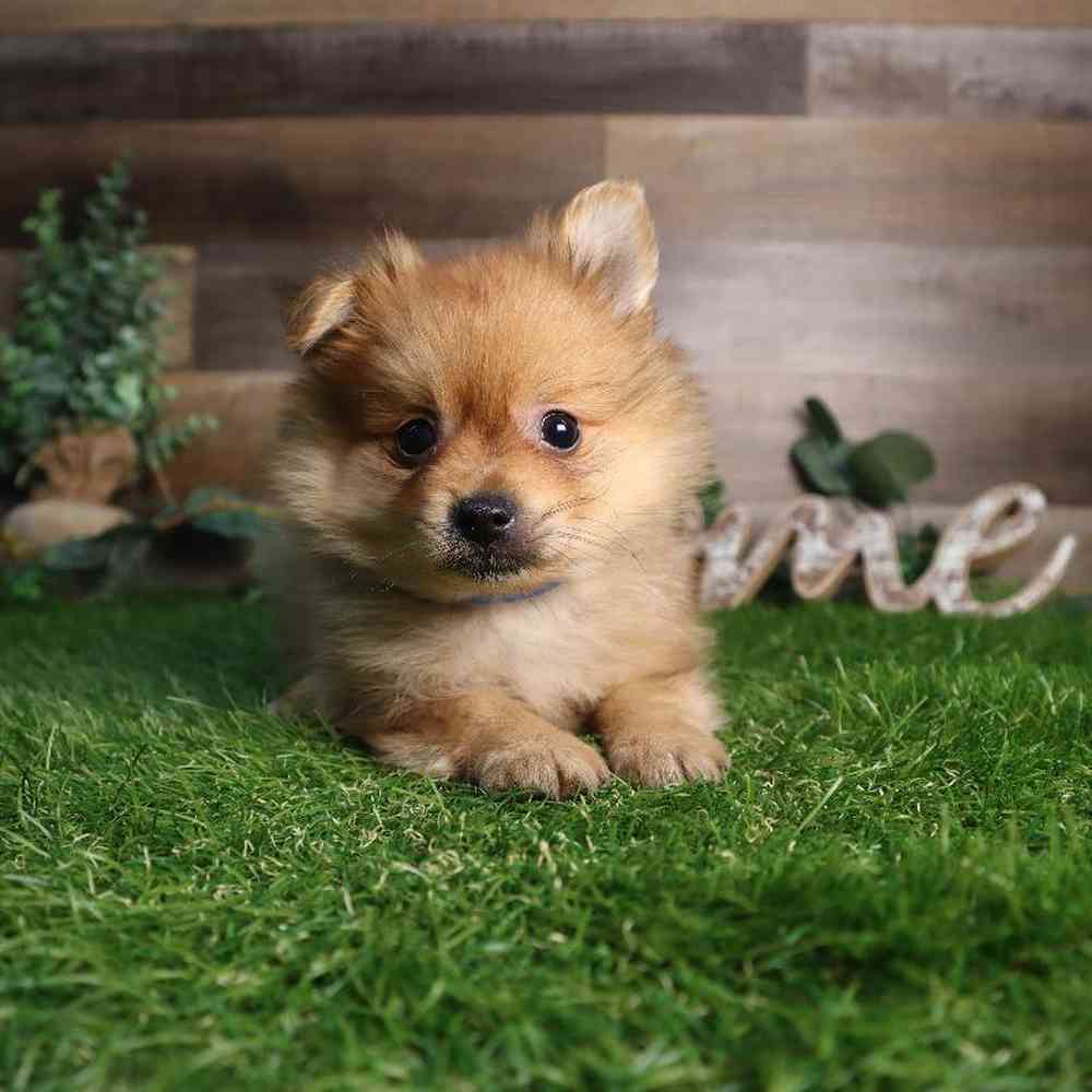 Image of a pet breed in the gallery