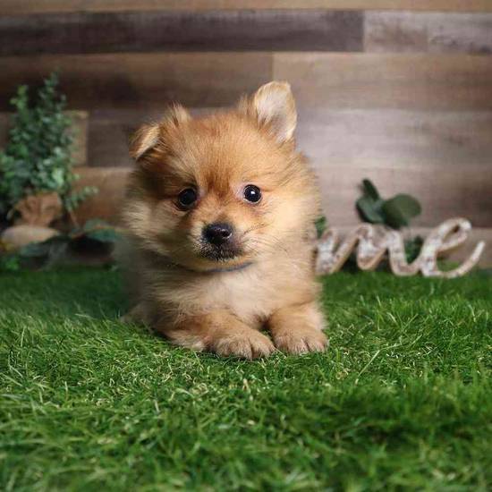 Toboe