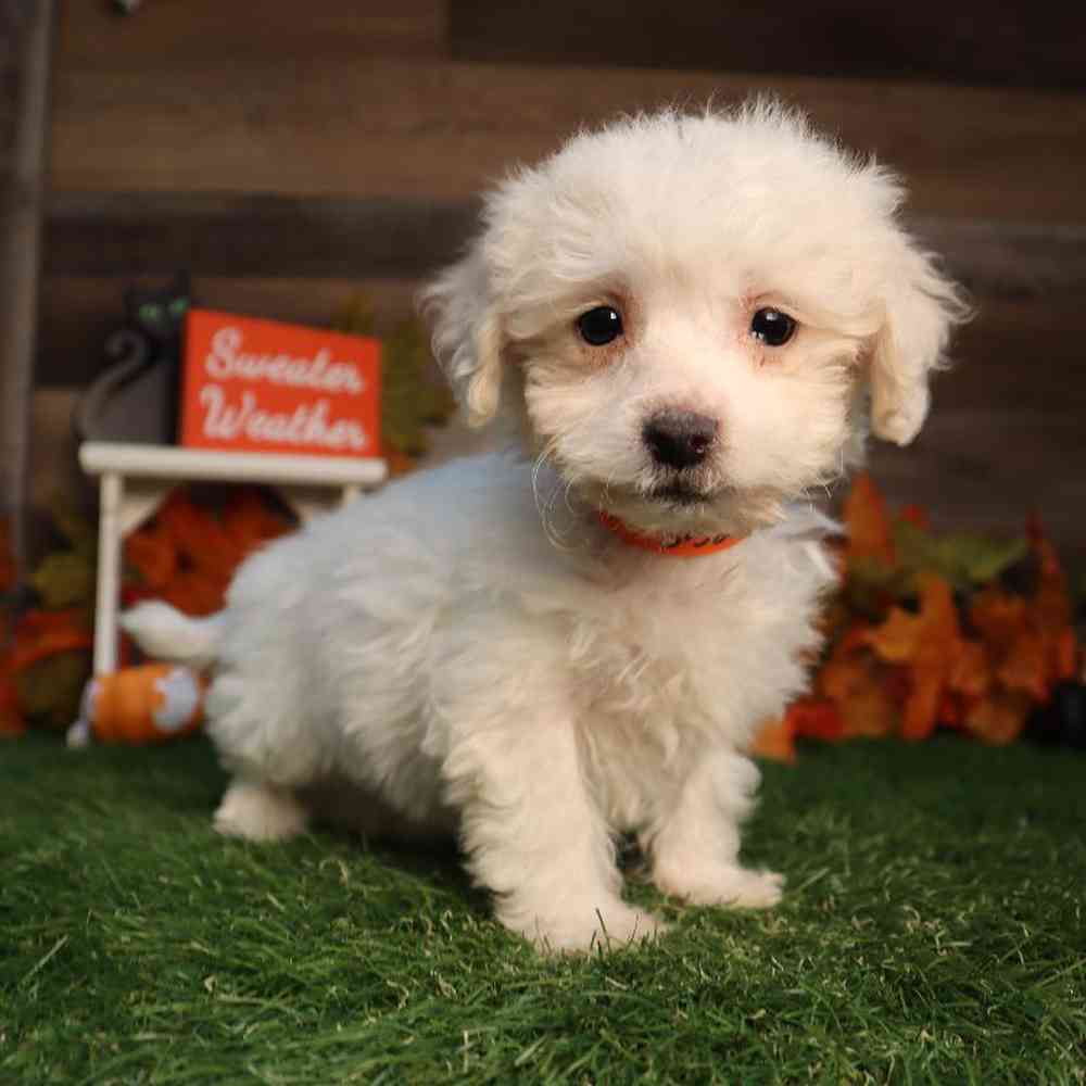 Male Bichon Frise Puppy for Sale in Blaine, MN