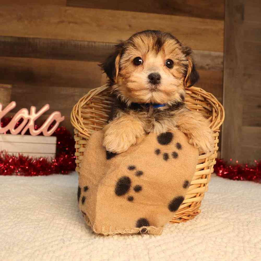 Male Morkie Puppy for Sale in Blaine, MN
