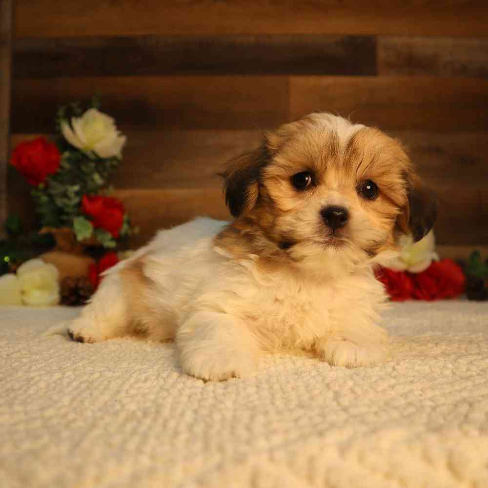 Female Teddy Bear Puppy for Sale in Blaine, MN