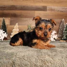 Yorkshire Terrier