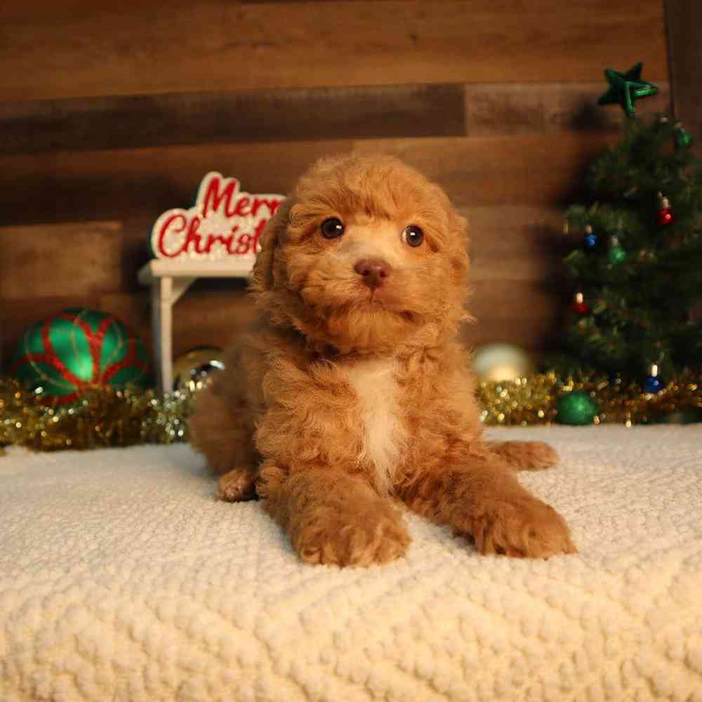 Female Mini Poodle Puppy for Sale in Blaine, MN