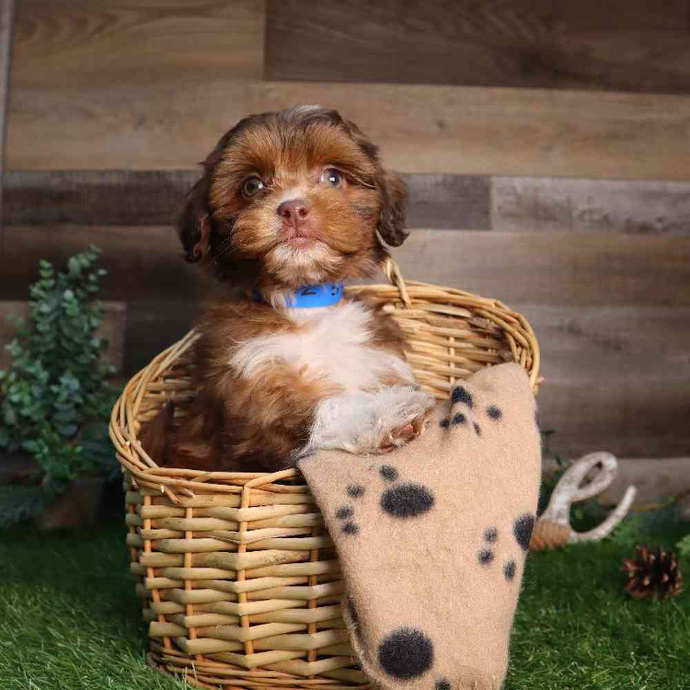 Image of a pet breed in the gallery