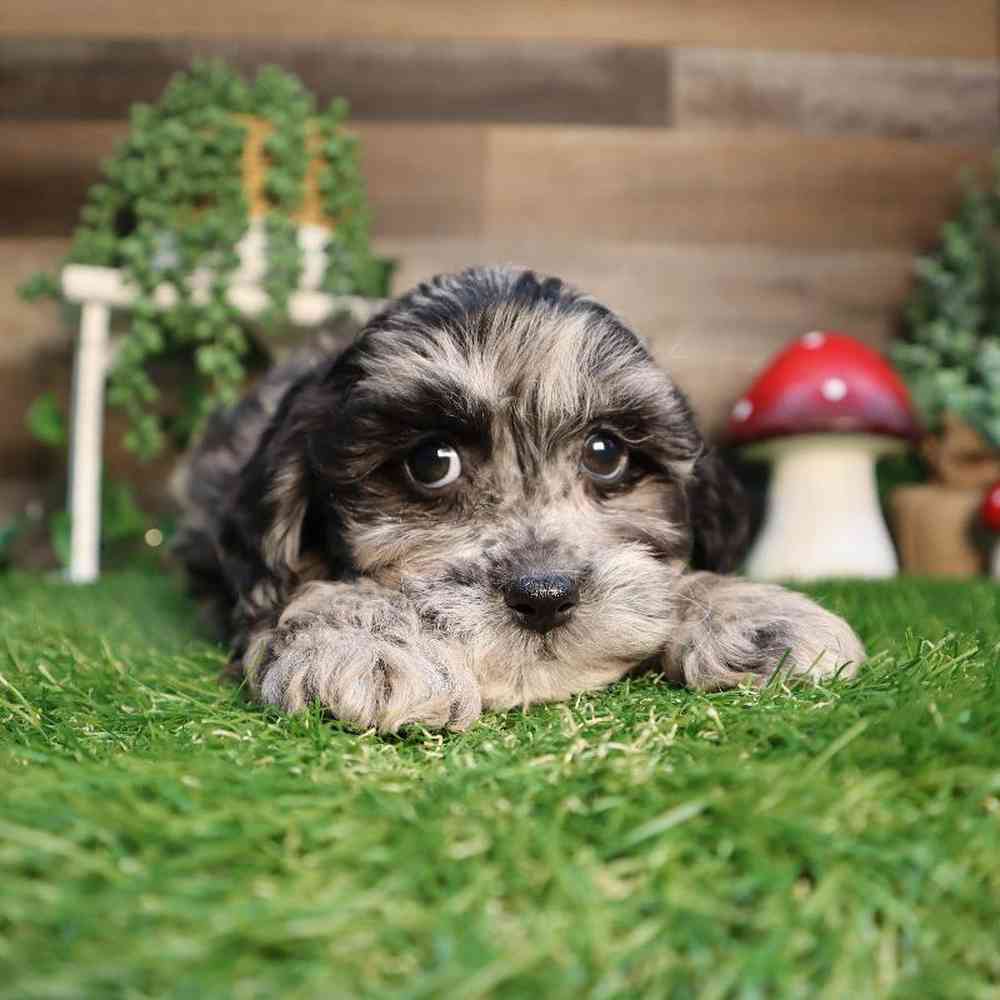 Male Shipoo Puppy for Sale in Blaine, MN
