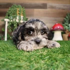 Shipoo