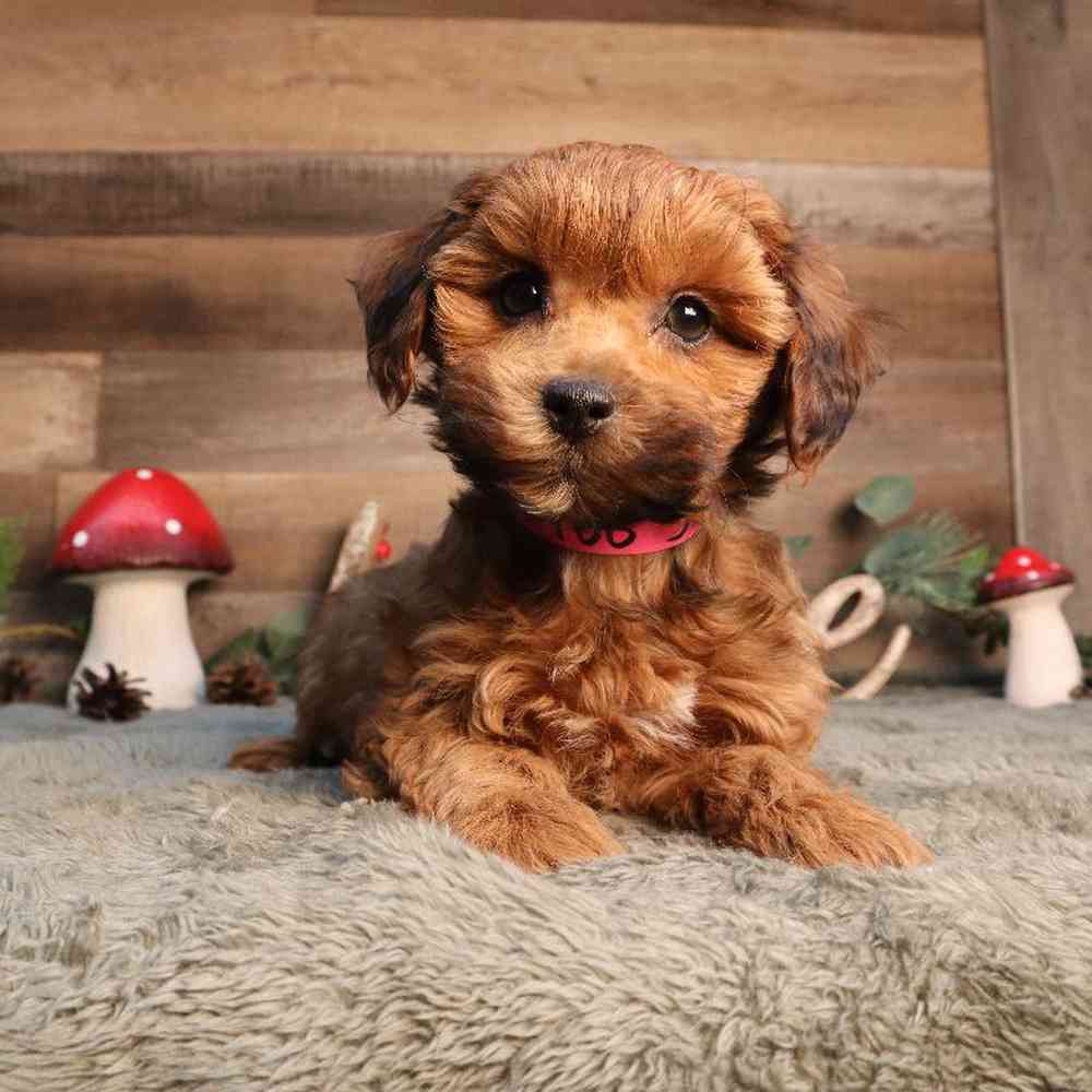 Image of a pet breed in the gallery