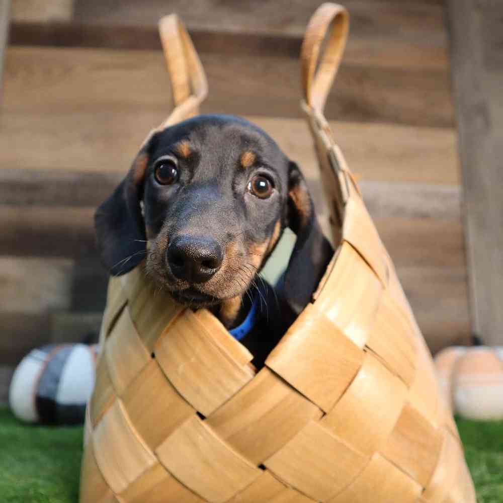 Male Dachshund Puppy for Sale in Blaine, MN
