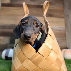 Dachshund