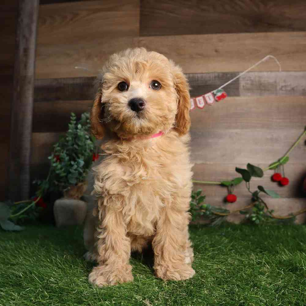 carousel pet images