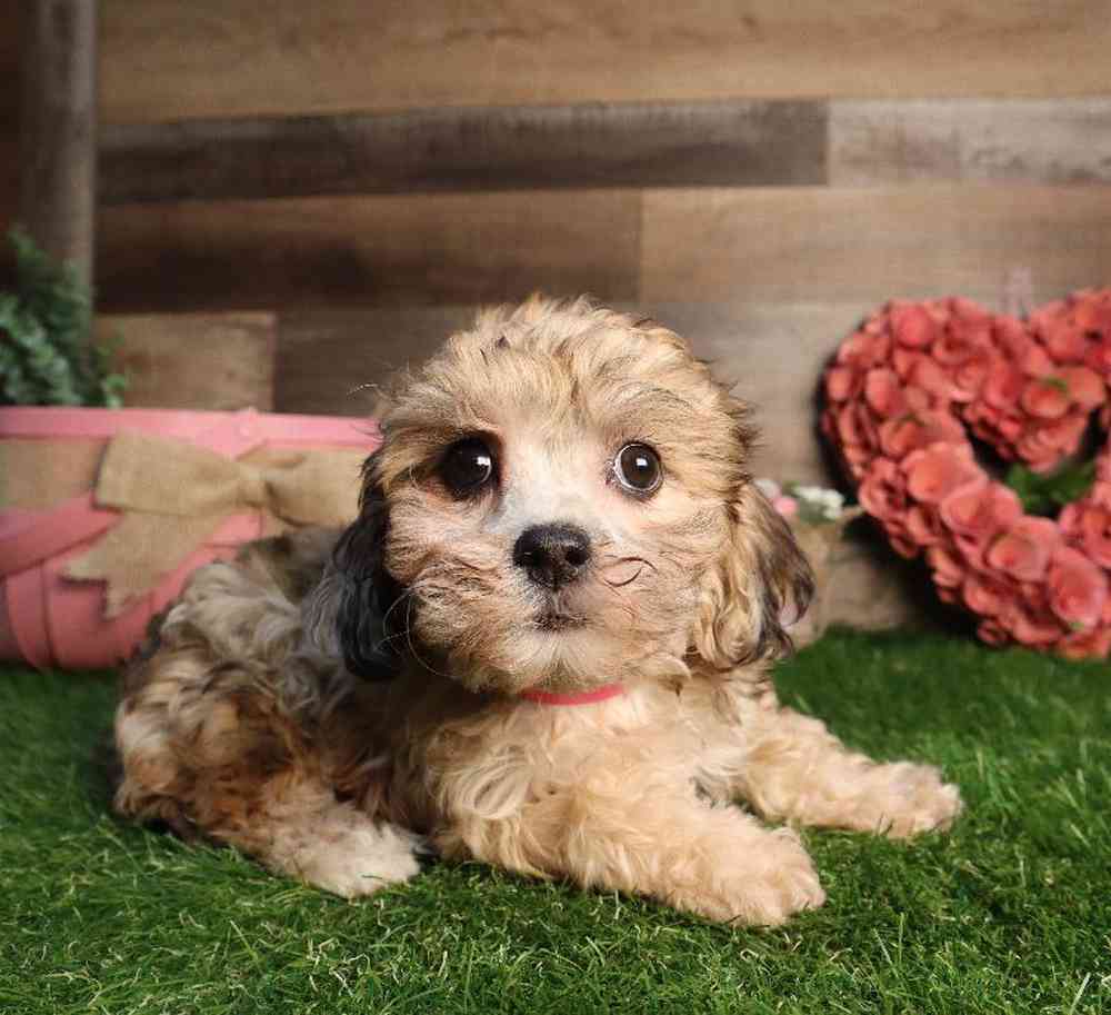 Female Bichon-Poo Puppy for Sale in Blaine, MN