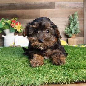 Yorkie-Poo