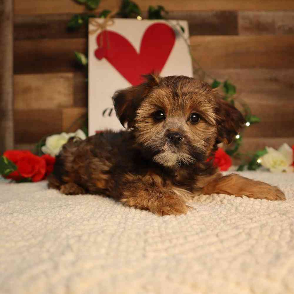 Female Teddy Yorkie Puppy for Sale in Blaine, MN