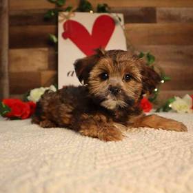 Teddy Yorkie